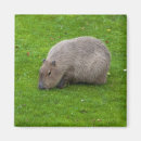 Search for capybara magnets Animal
