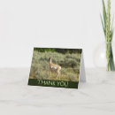 Search for pronghorn cards Wildlife