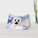 Search for baby seal cards Wild animals