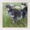 Search for chicken puzzles Animal