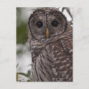 Search for juvenile postcards Close up