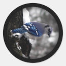 Search for bluejay Songbird