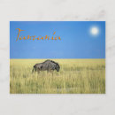Search for wildebeests postcards Savanna