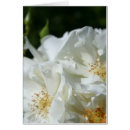 Search for white rose photography Roses