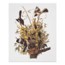 Search for mockingbird posters Birds of america