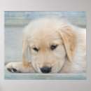 Search for pups posters Canine