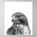 Search for red tail hawk art Bird