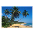 Search for greg posters Palm tree