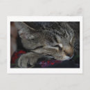 Search for tabby postcards Stripes