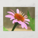 Search for coneflower postcards Flowers