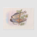 Search for bird foot gift wrap Birds