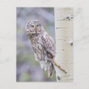 Search for aspens postcards Aspen tree