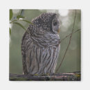 Search for owl feathers magnets Tree