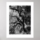Search for knot photography Nature
