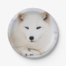 Search for cute arctic fox crafts party Wildlife