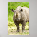 Search for rhinos posters Savanna