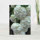 Search for snowball cards Flowers