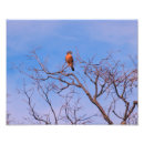 Search for sparrow posters Décor
