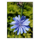 Search for chicory Green