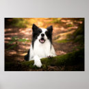 Search for purebred dog posters Cute baby animal