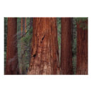 Search for tree bark art Environment