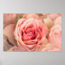 Search for soft rose posters Feminine