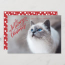 Search for funny cat christmas cards Script