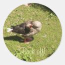 Search for goose photo stickers Bird