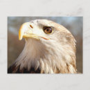 Search for bald eagles postcards Patriotic