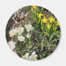 Search for crocus magnets Yellow