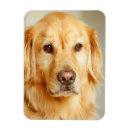 Search for golden retriever magnets Cute