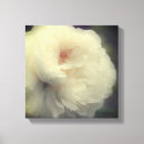 Search for white flower canvas prints Rose