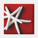 Search for sea shell magnets White