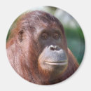 Search for love monkey magnets Funny