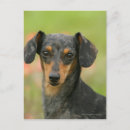 Search for miniature dachshund postcards Bob and pam langrish