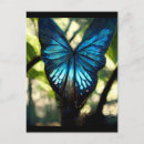 Search for morpho postcards Nature