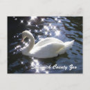 Search for swans postcards Photograph