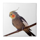 Search for cockatiel gifts Cockatoo