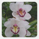 Search for beautiful orchid stickers Flower