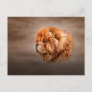 Search for chow chows postcards Cute