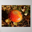 Search for agaric posters Red