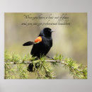 Search for blackbirds posters Photography