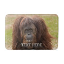 Search for orangutan gifts Monkey