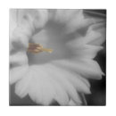Search for daffodils tiles Nature