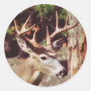 Search for whitetail buck stickers Animal