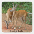 Search for whitetail buck stickers Deer