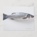 Search for whole postcards Animal