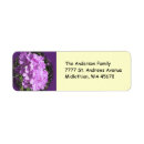 Search for phlox Floral