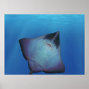 Search for stingray art Aquatic