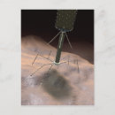 Search for magnification postcards Vertical
